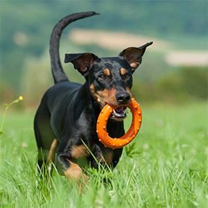 Major Dog Ring Rudi Fetch Toy Pet Care > Toys Major Dog