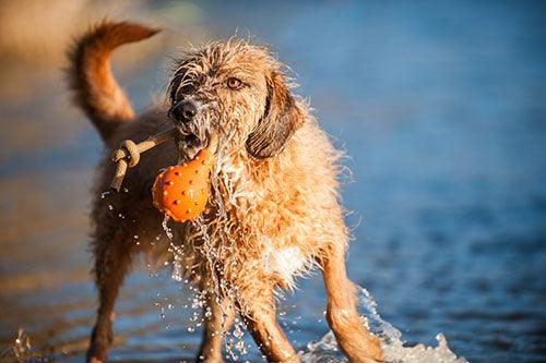 Major Dog Swimming Eddy Floating Fetch Toy Pet Care > Toys Major Dog Large