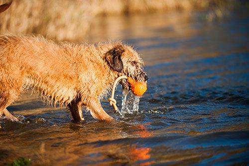 Major Dog Swimming Eddy Floating Fetch Toy Pet Care > Toys Major Dog