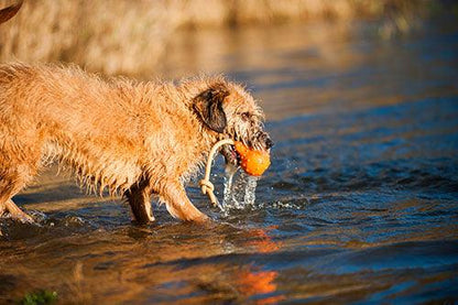 Major Dog Swimming Eddy Floating Fetch Toy Pet Care > Toys Major Dog