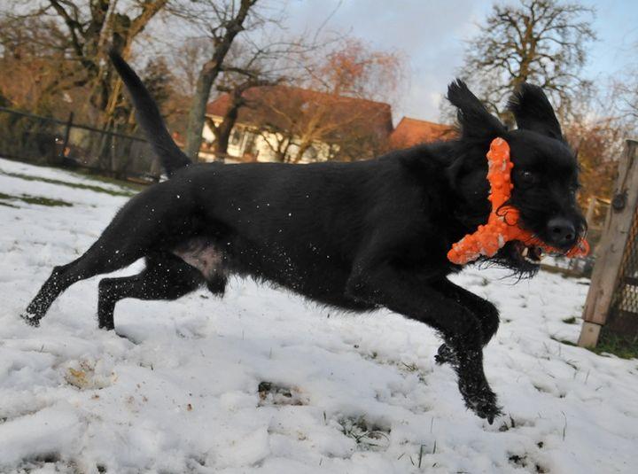 Major Dog Whirl Fetch Toy - Large Pet Care > Toys Major Dog