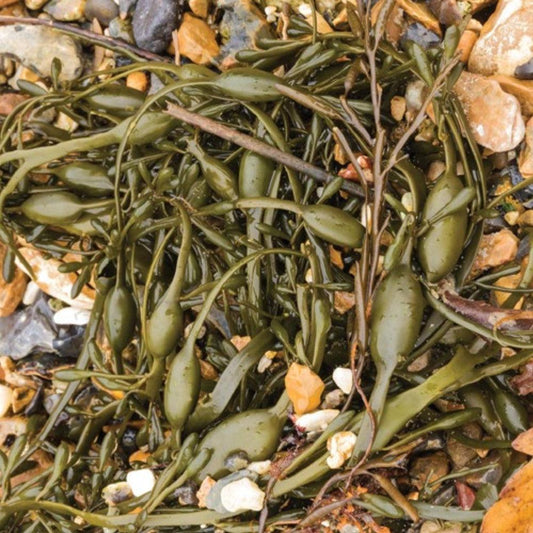 Simply Seaweed Natural Dental Health Care for Cats & Dogs - 1.5kg Pet Care > Cleaning & Maintenance Simply Seaweed