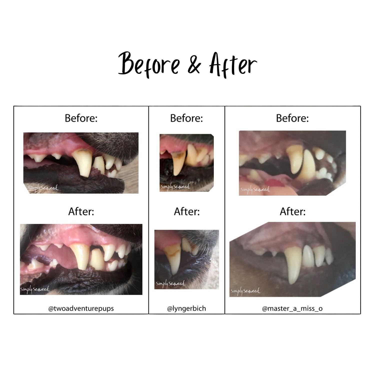 Simply Seaweed Natural Dental Health Care for Cats & Dogs - 1.5kg Pet Care > Cleaning & Maintenance Simply Seaweed