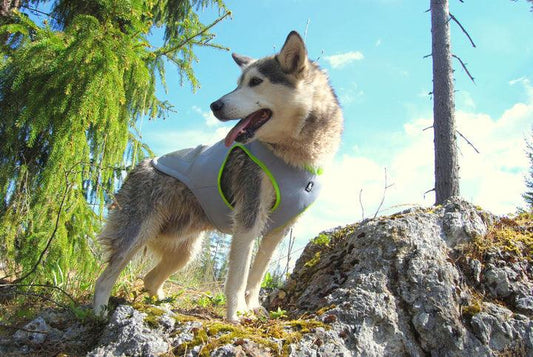 True Love Cooling Vest Neon Yellow 2XL Dog Apparel True Love 2XL
