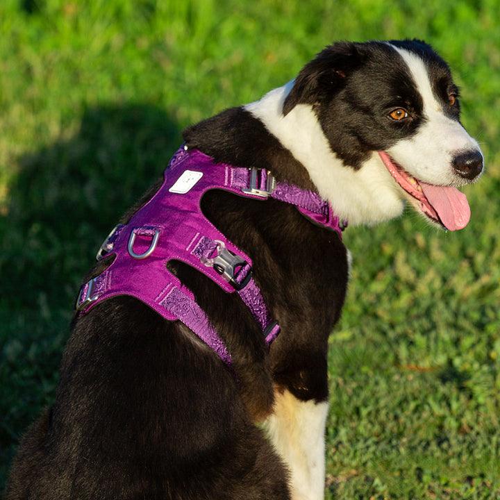 Whinhyepet Harness Purple XLWoofy and Whiskers